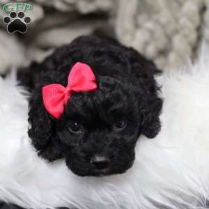 Rosa, Cavapoo Puppy